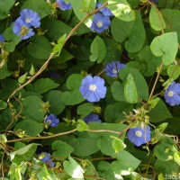 Jacquemontia pentanthos (Jacq.) G.Don